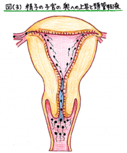 頸管粘液と精子遡上3