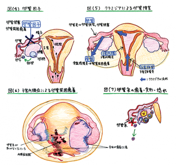 卵管因子4-7